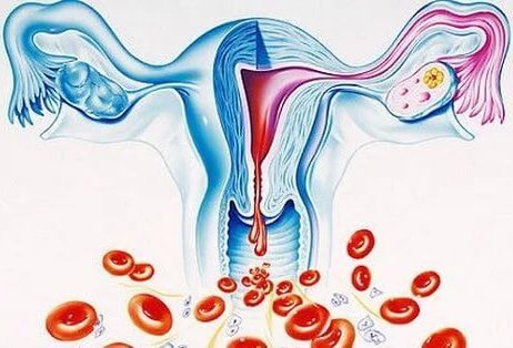 Менструальный цикл у женщин — что это? 